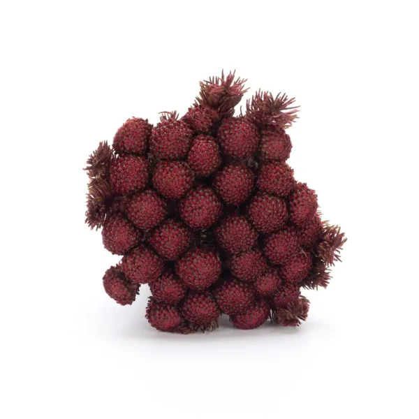 Brunia Albiflora - Image 3