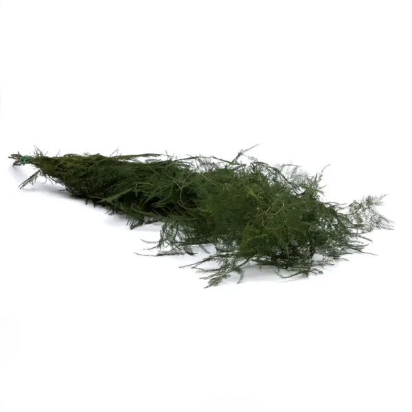 Preserved Asparagus Moss - Image 4