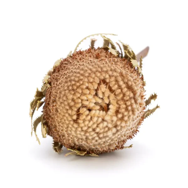 Banksia Hookeriana Natural - Image 4