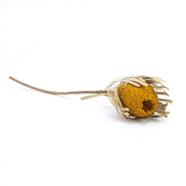 Banksia Hookeriana Yellow - Image 3