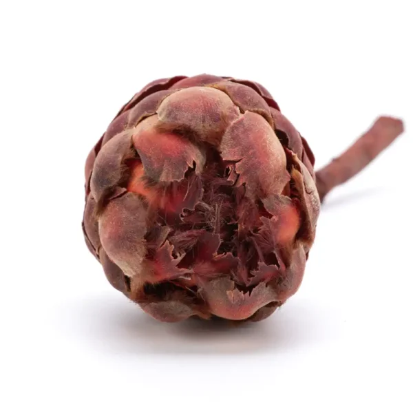 Protea Grandiceps - Image 4