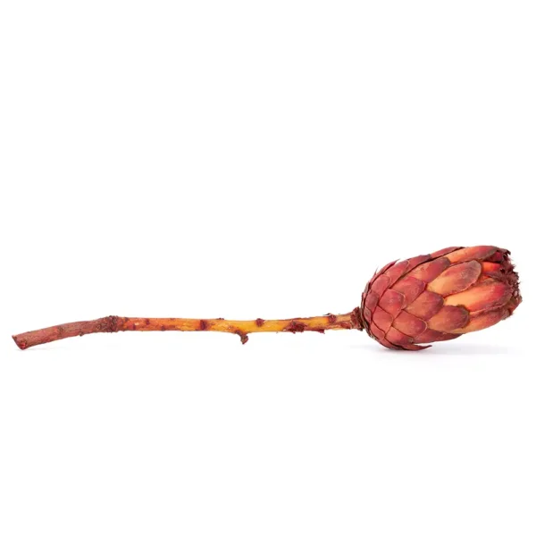 Protea Grandiceps - Image 3