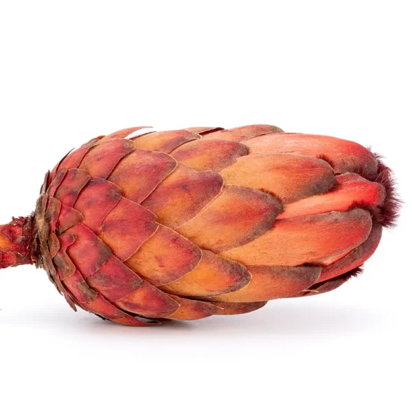 Protea Grandiceps