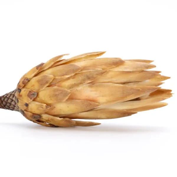 Protea Repens Cream - Image 4
