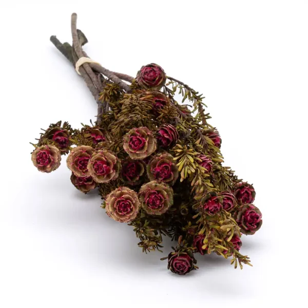 Preserved Tοrtum Burgundy